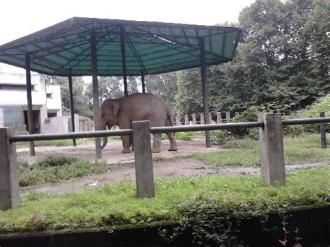 成都動物園多少門票與親子遊樂的無限想像