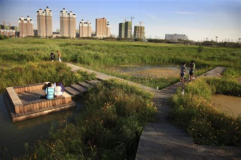 青神溼地公園裡的鳥類生態與周遭環境的互動