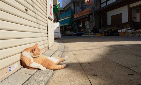 哪個城市是貓島——探討城市中的貓與人之間的奇妙關係